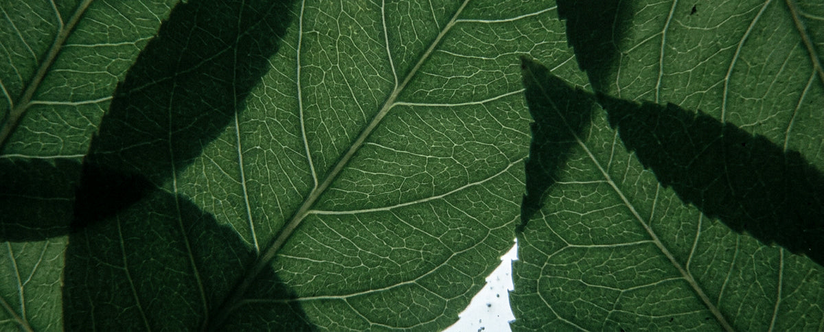Macro view of green leaves showing detailed veins and shadows.